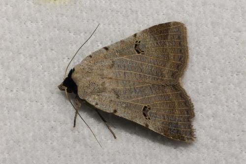 Lygephila craccae